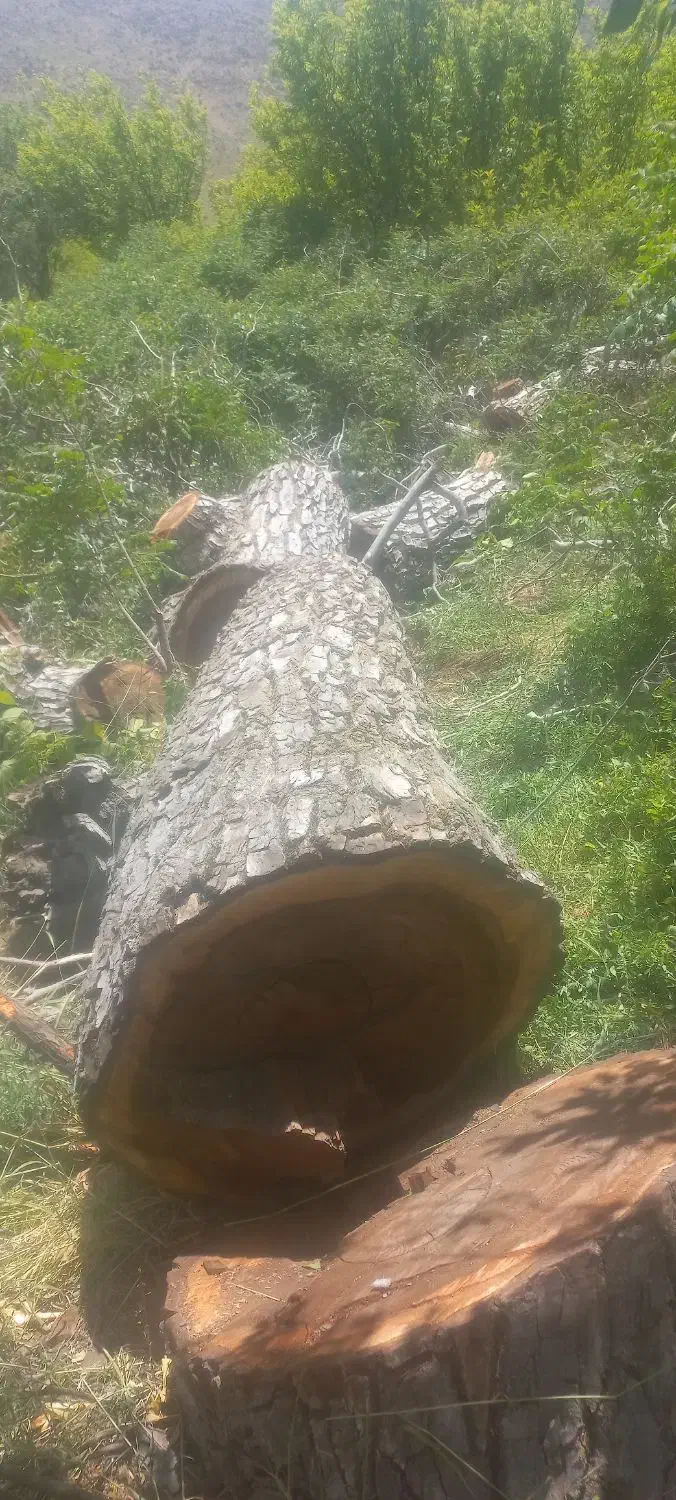 خرید چوب باغی. تخته. هرسکاری. سقفی|خدمات باغبانی و درختکاری|شیراز, گویم|دیوار