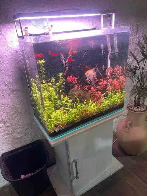 آکواریوم پلانت|ماهی|چابکسر, |دیوار