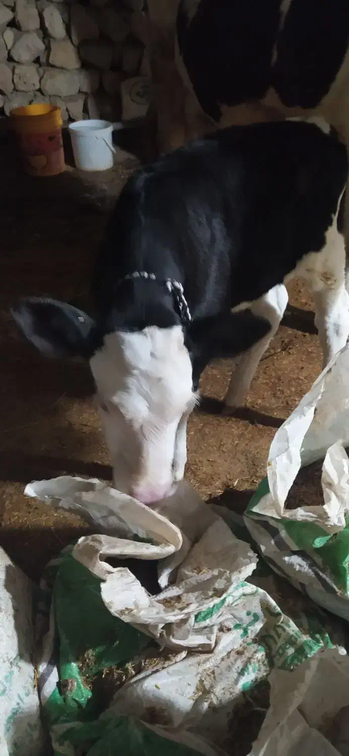 گاوو گوساله درجه یک|حیوانات مزرعه|سیروان, |دیوار