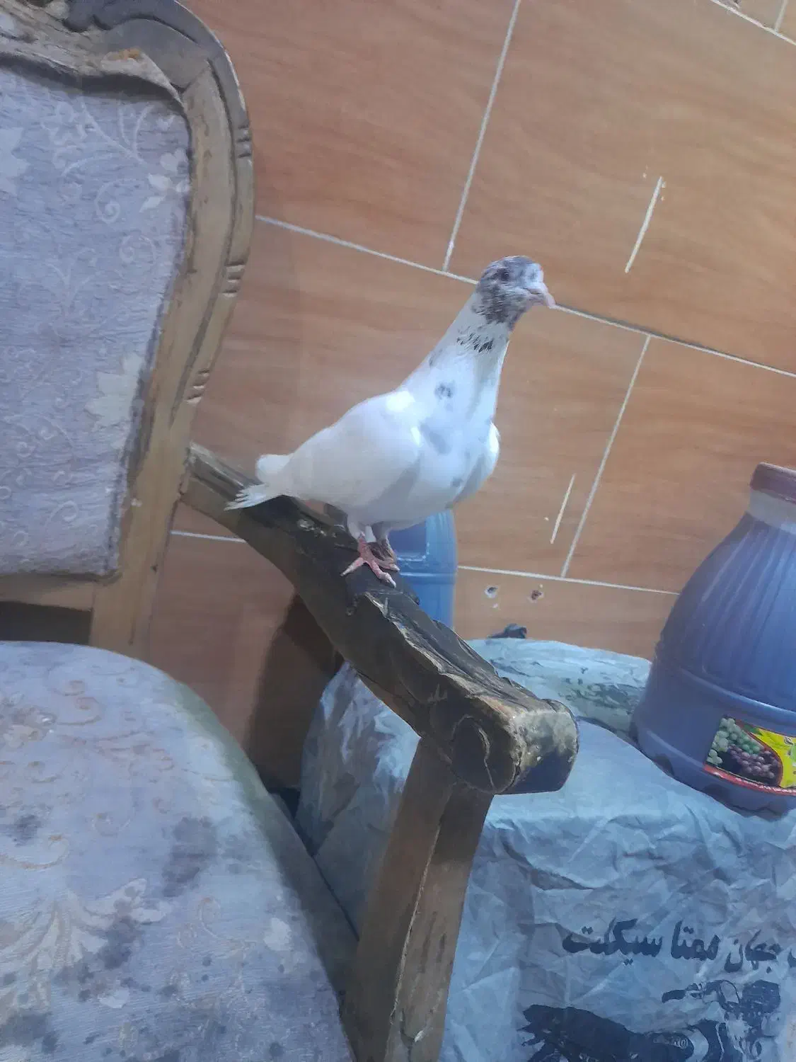 کبوترشکارشده|پرنده|میاندوآب, |دیوار