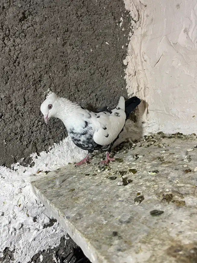 دم سیاه معاوضه با پلاکی|پرنده|فسا, |دیوار