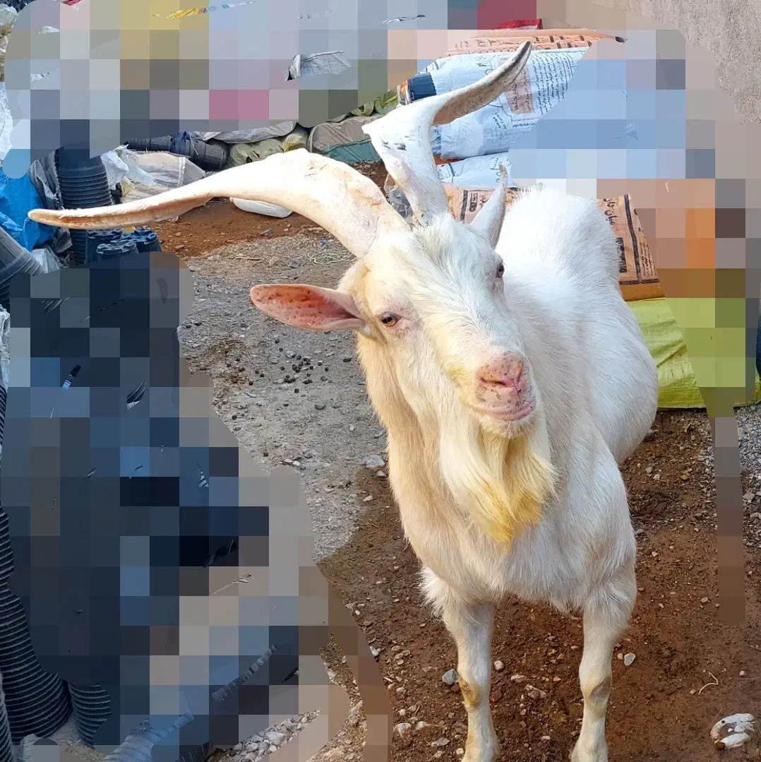 فروش نربز سانن|حیوانات مزرعه|خواف, |دیوار