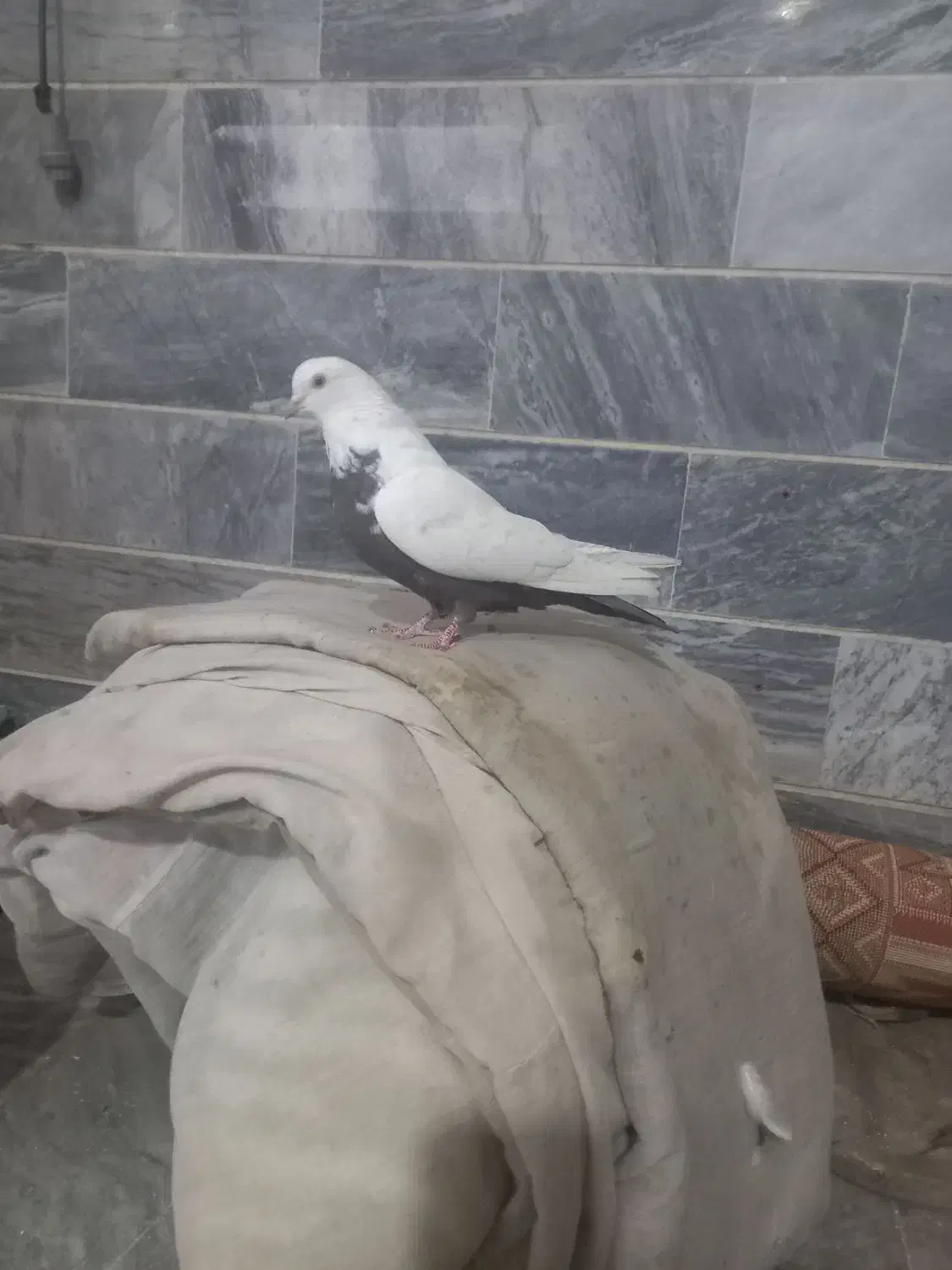 ماده دمی|پرنده|شیروان (لرستان), |دیوار