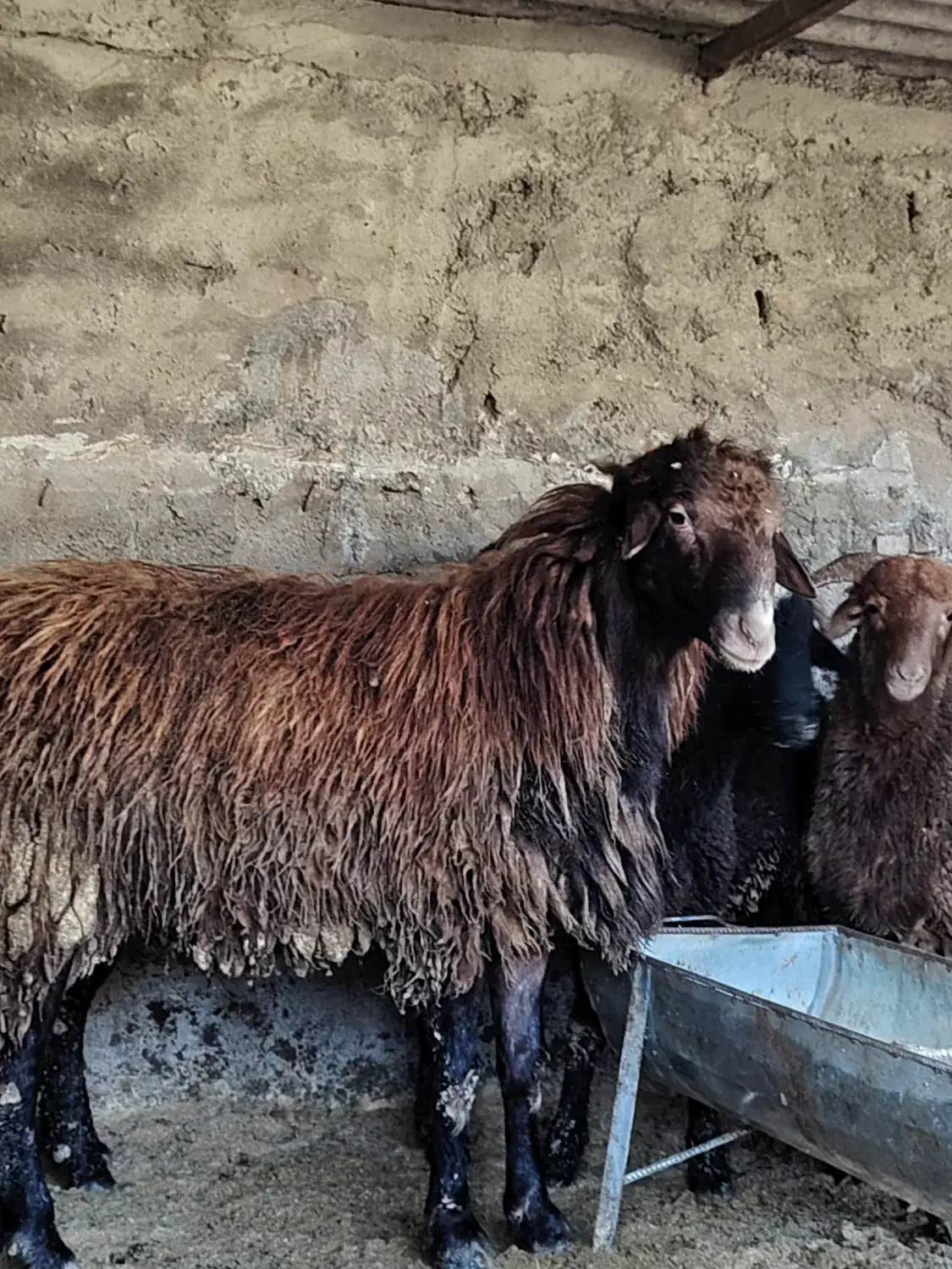 گوسفند پرورش نر تخمی|حیوانات مزرعه|بابل, |دیوار