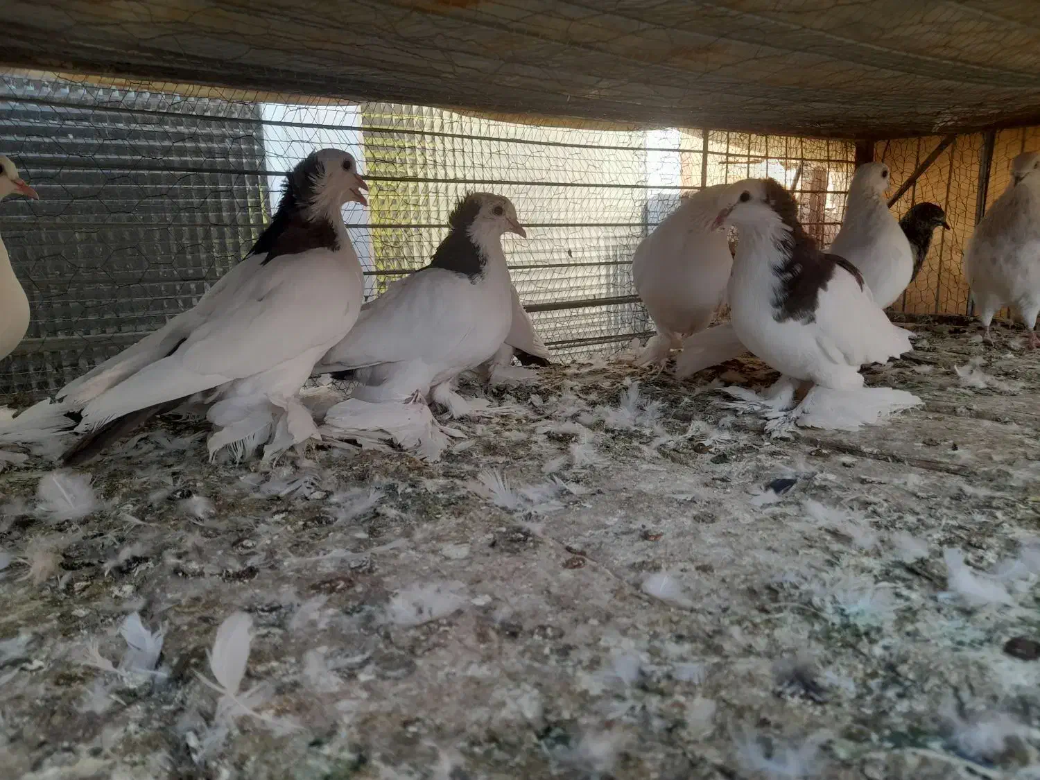 کبوتر اوجا پاجا|پرنده|باسمنج, |دیوار