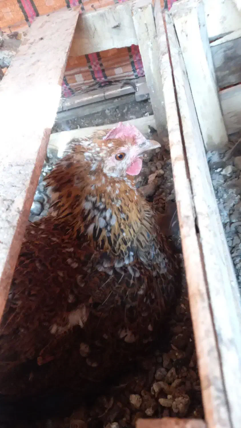 مرغ لری کرچ|حیوانات مزرعه|مبارکه, |دیوار