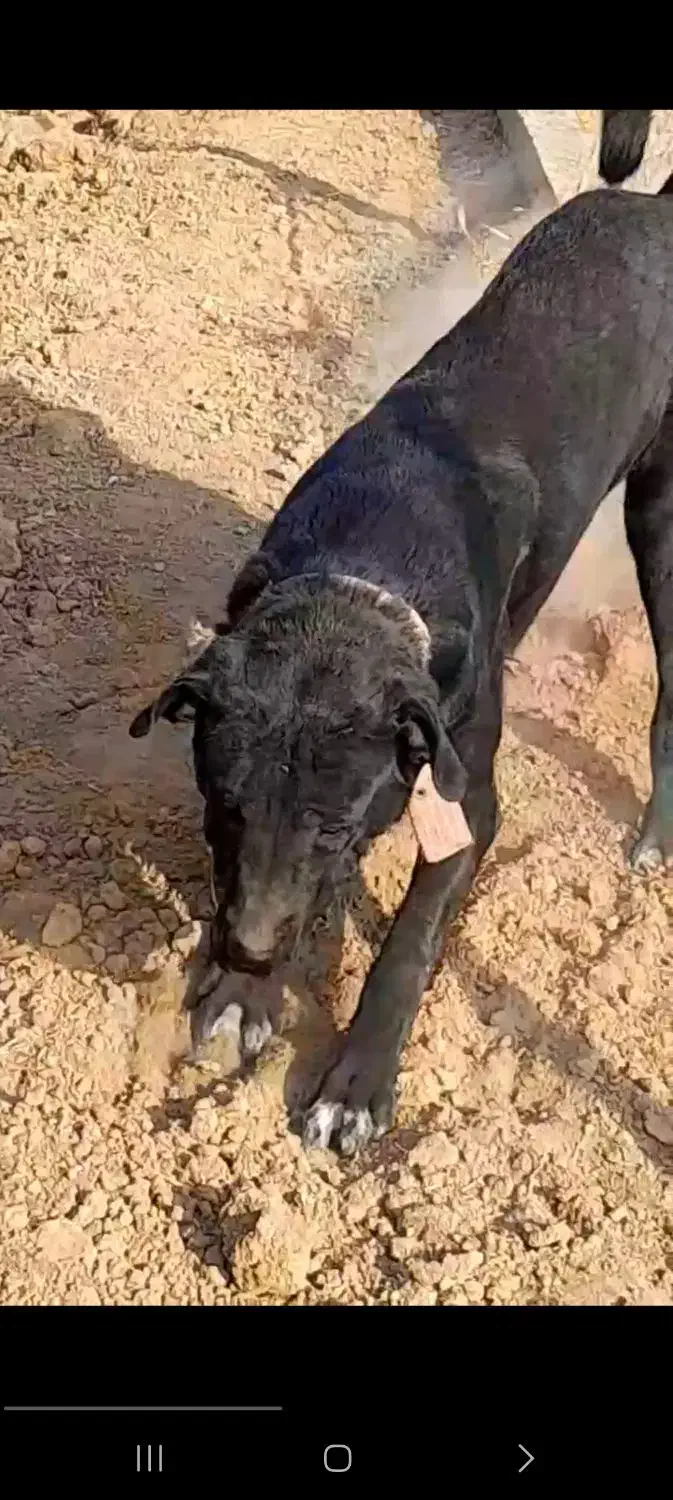 سگ گم شده|حیوانات|جلفا, |دیوار