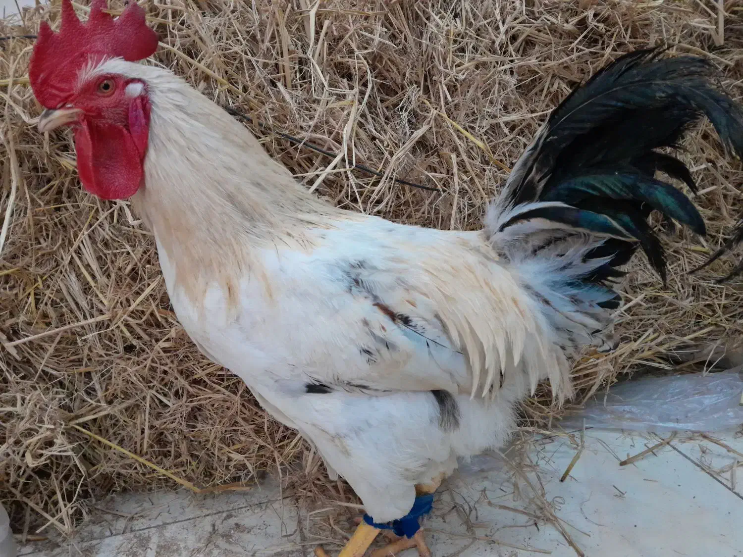 غاز اردک مرغ خروس|حیوانات مزرعه|رشت, جانبازان|دیوار