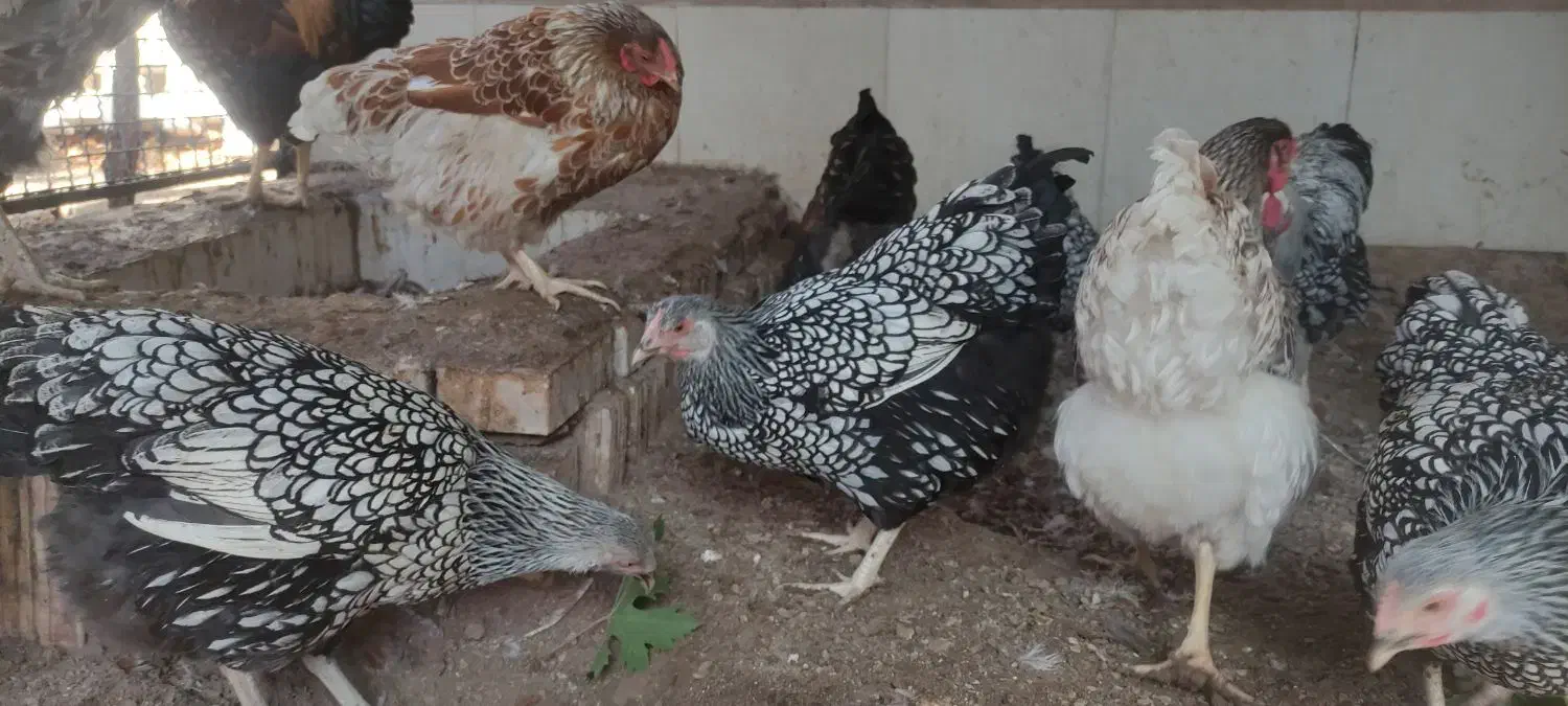 تخم نطفه دار  ویاندوت  گلین  برهما|حیوانات مزرعه|سبزوار, صالح آباد|دیوار