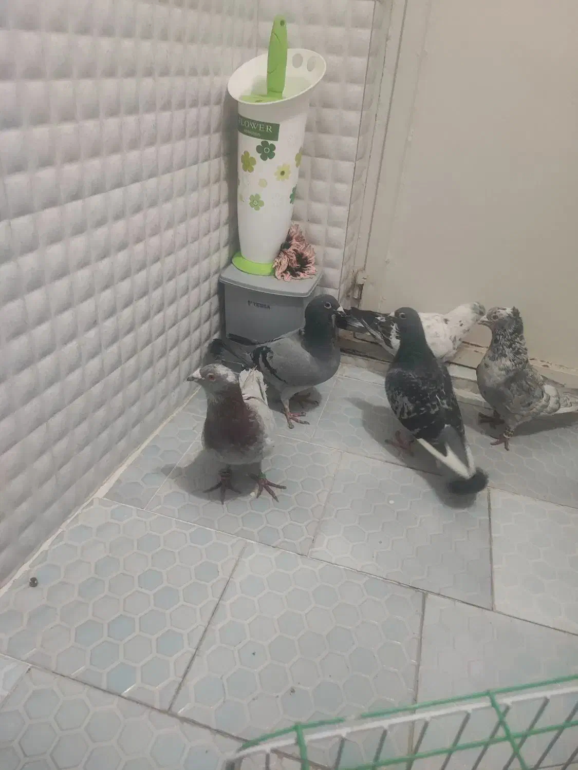 خدمت عشق بازان پنچ عدد کبوتر قلدر ضمانت همه چی|پرنده|نیشابور, ابراهیم ادهم|دیوار