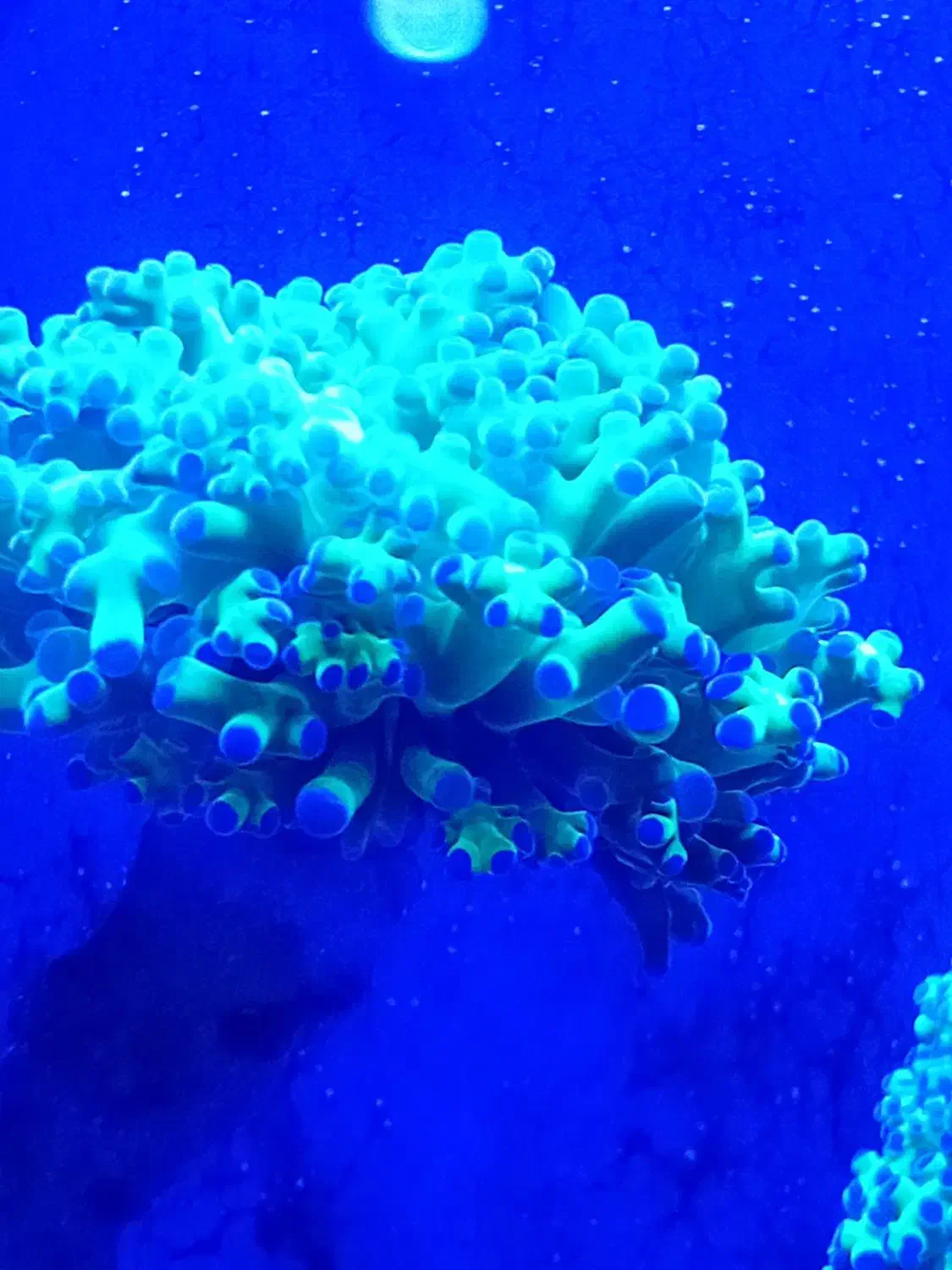 آکواریوم آبشور|ماهی|شهریار, دهشاد پائین|دیوار