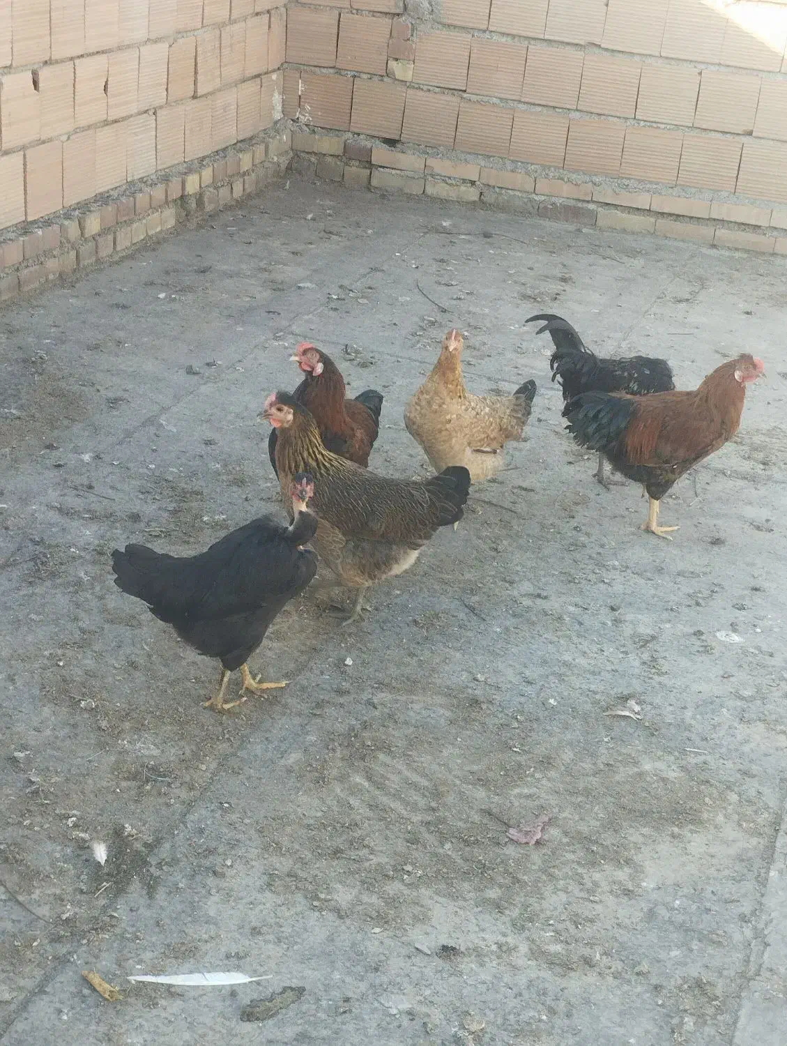 مرغ و خروس محلی|حراج|کلاله, |دیوار