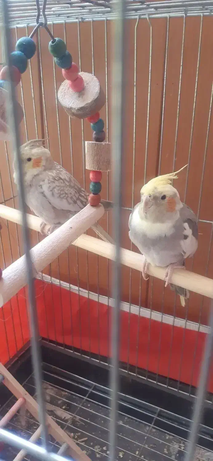 عروس هلندی بالغ و جوجه|پرنده|شیراز, آبیاری|دیوار