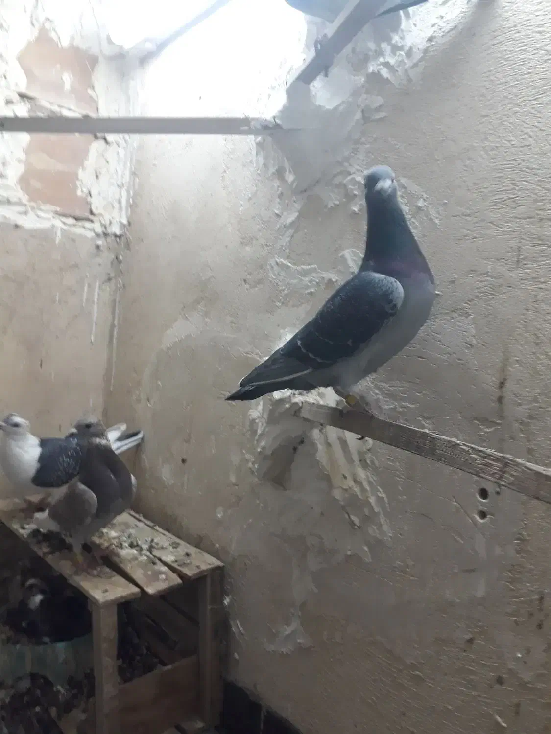 کفتر پلاکی|پرنده|خاوران, |دیوار