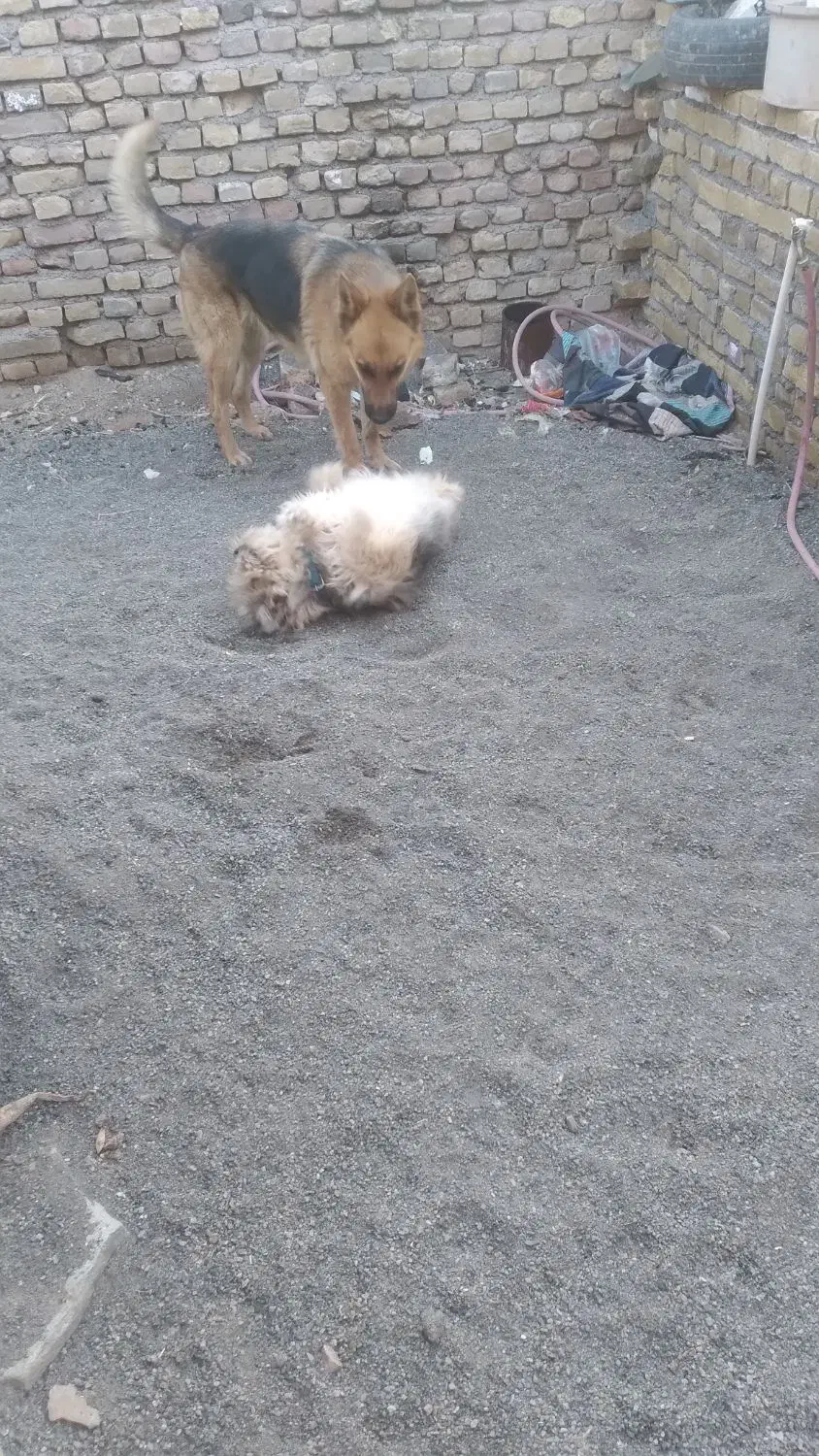 ژرمن ماده|سگ|سبزوار, طبرسی (جعفرآباد)|دیوار