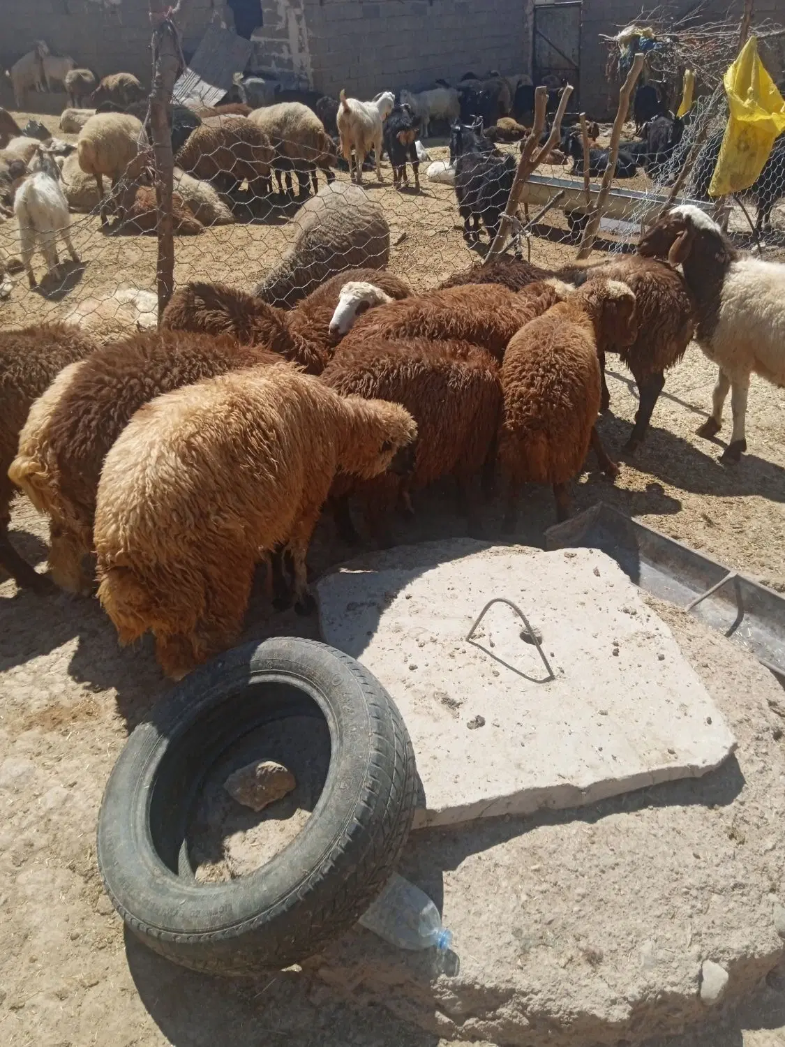 بره|حیوانات مزرعه|کوهدشت, |دیوار