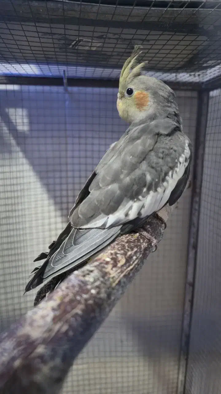 عروس هلندی|پرنده|شاهرود, |دیوار