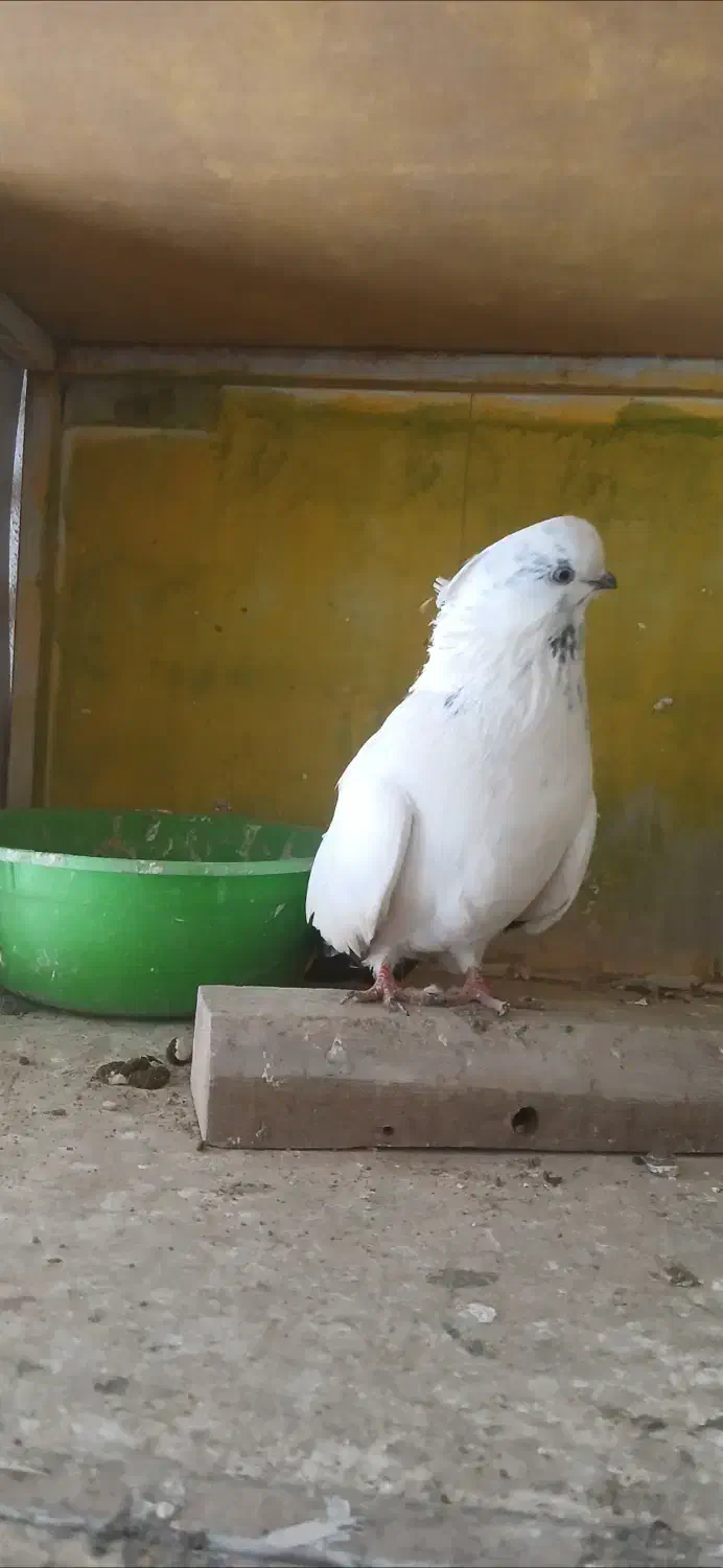 فروش چندتاکبوتر زیبا وسرکله ودار اصیل|پرنده|تهران, شهرآرا|دیوار