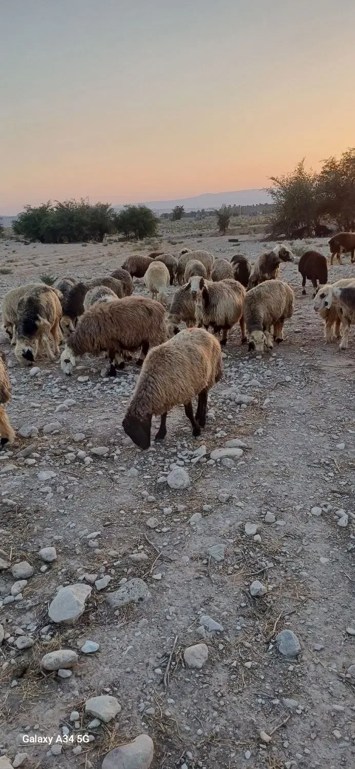 میش ترکی بختیاری|حیوانات مزرعه|فراشبند, |دیوار