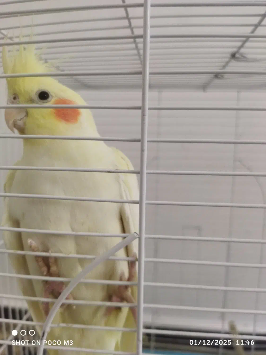 عروس هلندی بالغ|پرنده|صدرا-فارس, فاز ۱|دیوار