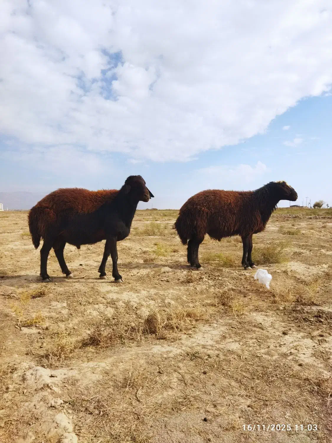 قوچ هترو افشاری|حیوانات مزرعه|فیروزه, |دیوار