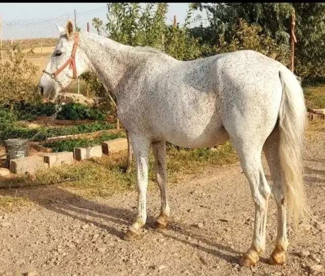 اسب|اسب و تجهیزات اسب‌سواری|مشهد, پنجتن|دیوار