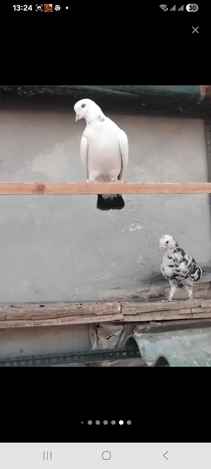 کفتر|پرنده|پردیس, فاز ۲|دیوار