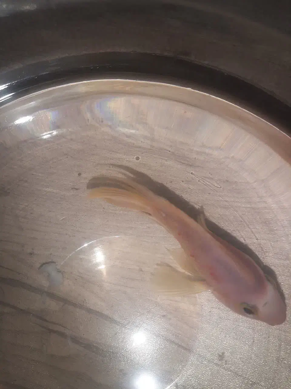 ماهی پرت رنگی (طوطی ماهی )|ماهی|شاهرود, |دیوار