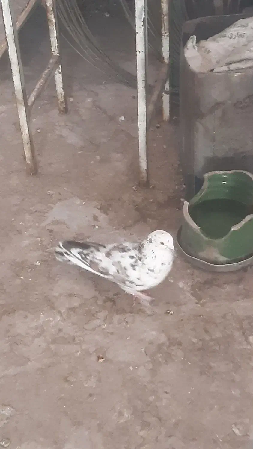 کبوتر نر|پرنده|قم, باغ کرباسی|دیوار