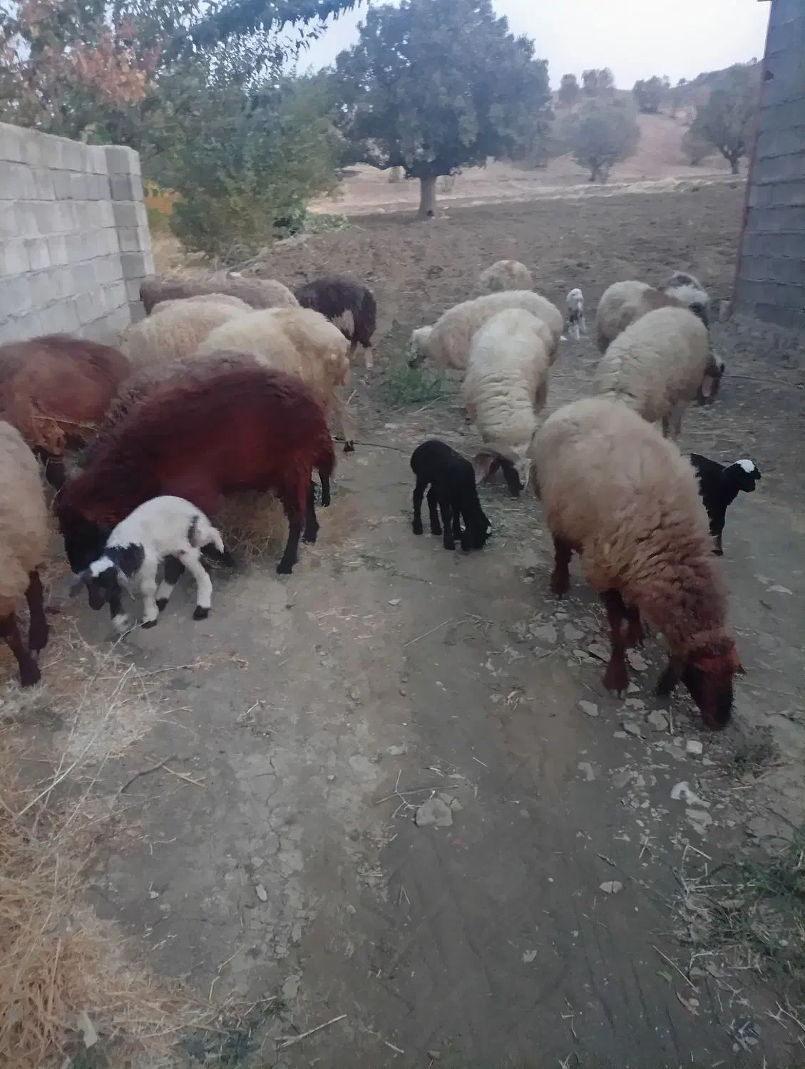 میش بره یا گوسفند|حیوانات مزرعه|شاهیوند, |دیوار