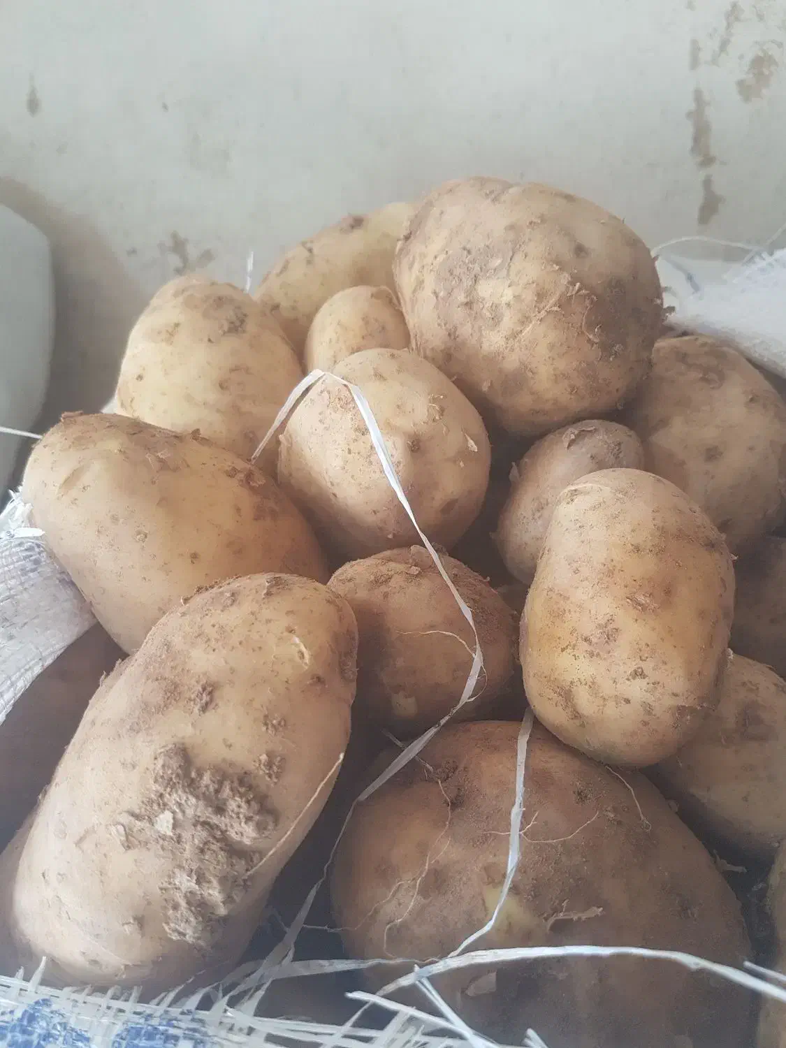 سیب خاکی|عمدهفروشی|دوتپه, |دیوار