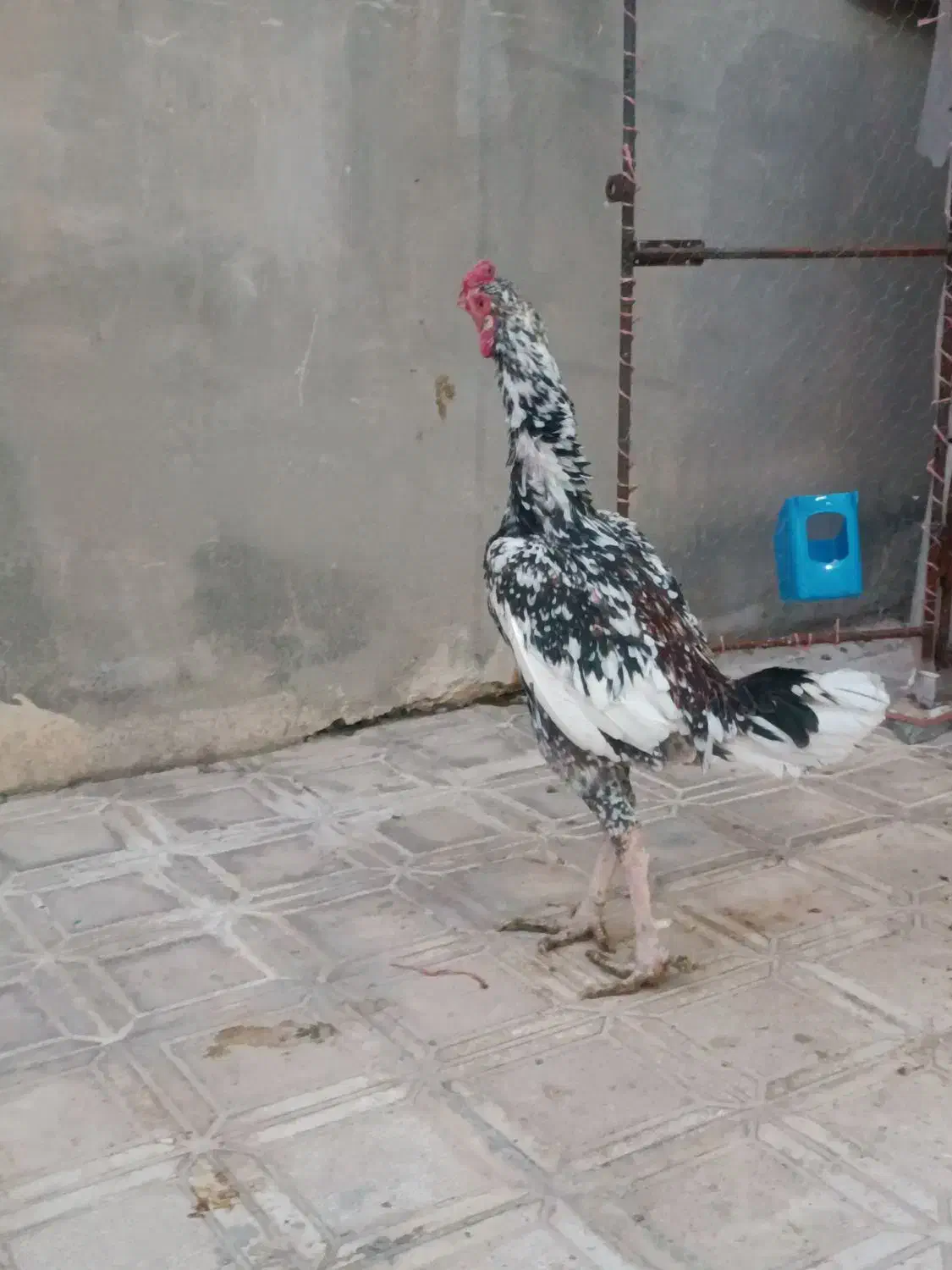 لاری|حیوانات مزرعه|سرپل ذهاب, |دیوار