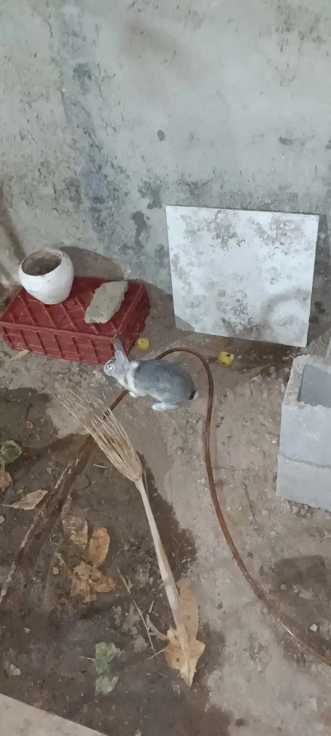 خرگوش نر|موش و خرگوش|بندرعباس, |دیوار