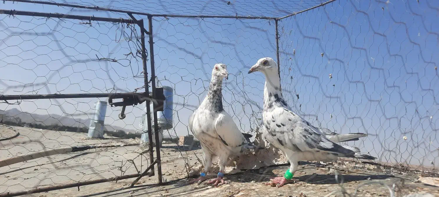 سوسکی جلاد|پرنده|تربت‌حیدریه, ۴۵ متری|دیوار