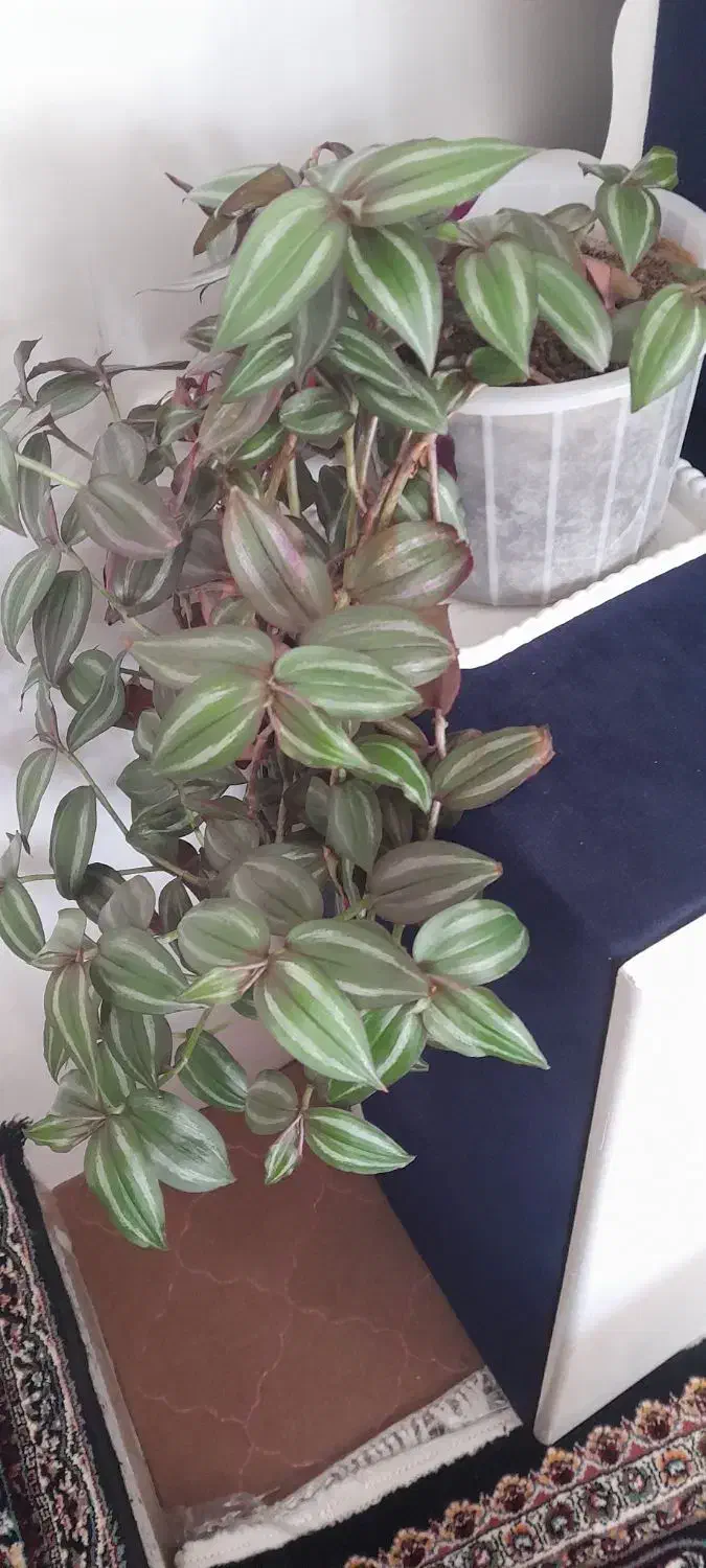 انواع گل و گیاه اپارتمانی|گل و گیاه طبیعی|مهاباد (آذربایجان غربی), |دیوار