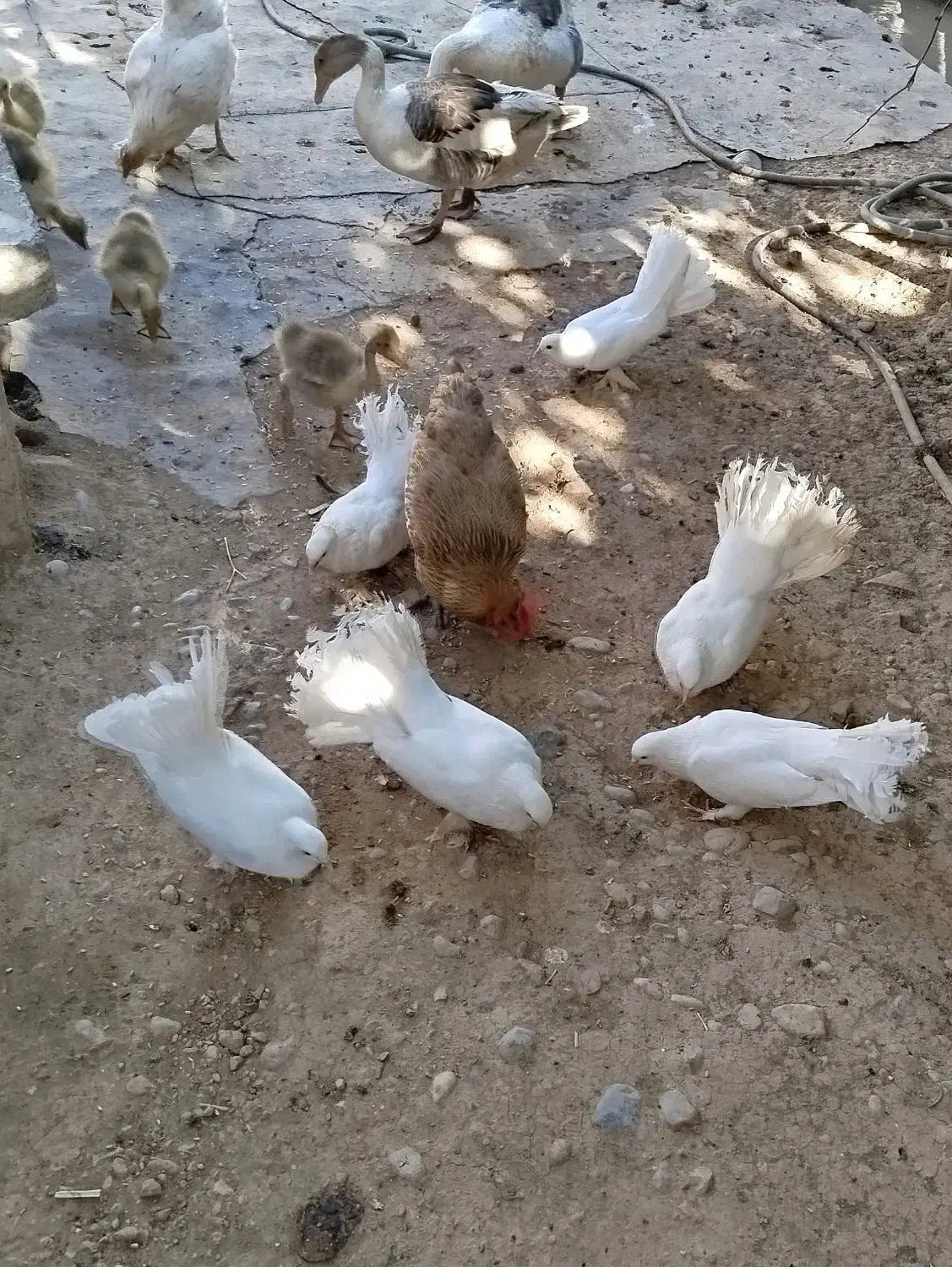 کبوتر دم چتری|پرنده|لردگان, |دیوار