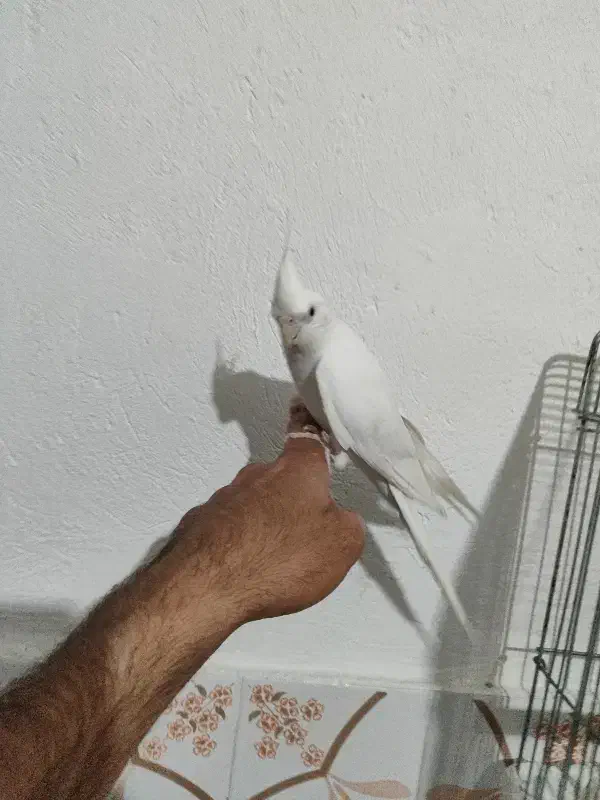 عروس هلندی ماده و نر تک یا جفت دستی قفس و لونه|پرنده|مرودشت, فرهنگ|دیوار