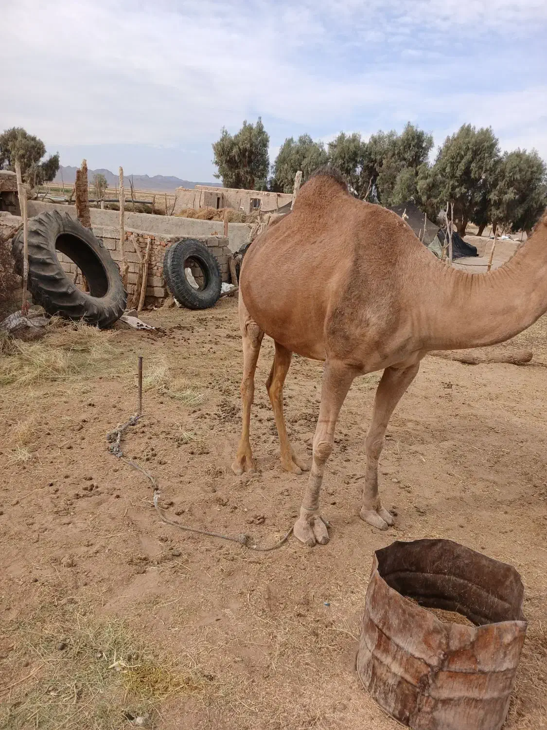 شتر|حیوانات مزرعه|گوهرکوه, |دیوار
