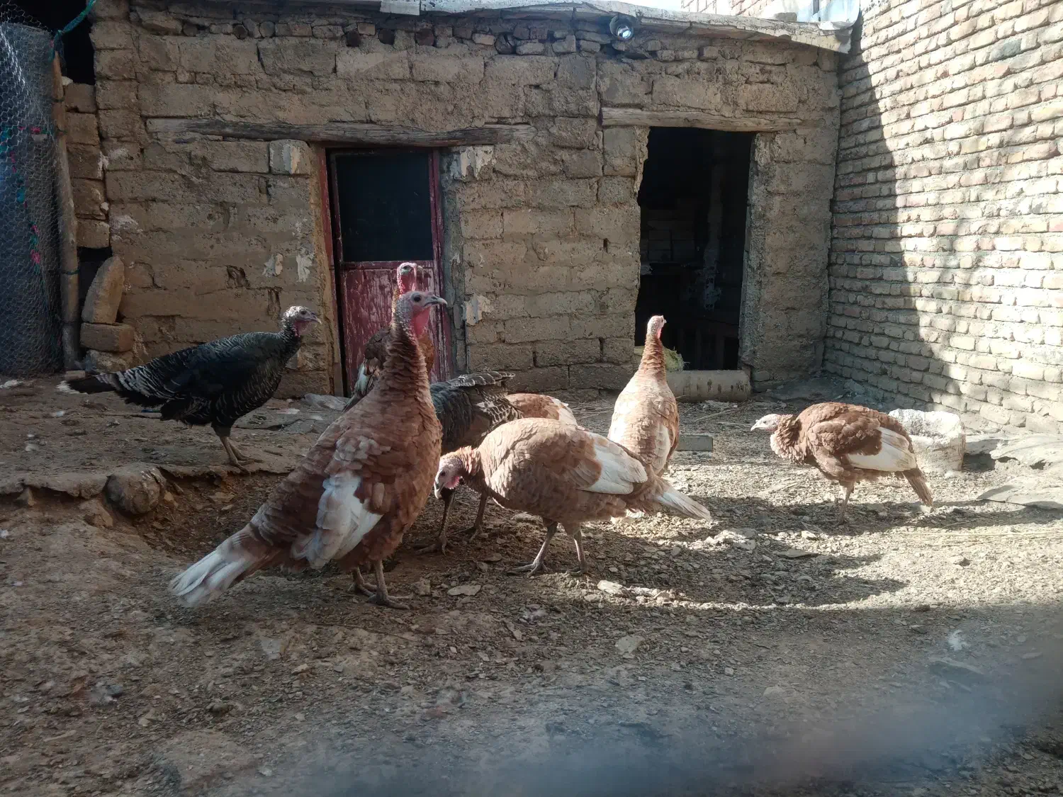 بوقلمون فروشی|حیوانات مزرعه|بانه, |دیوار