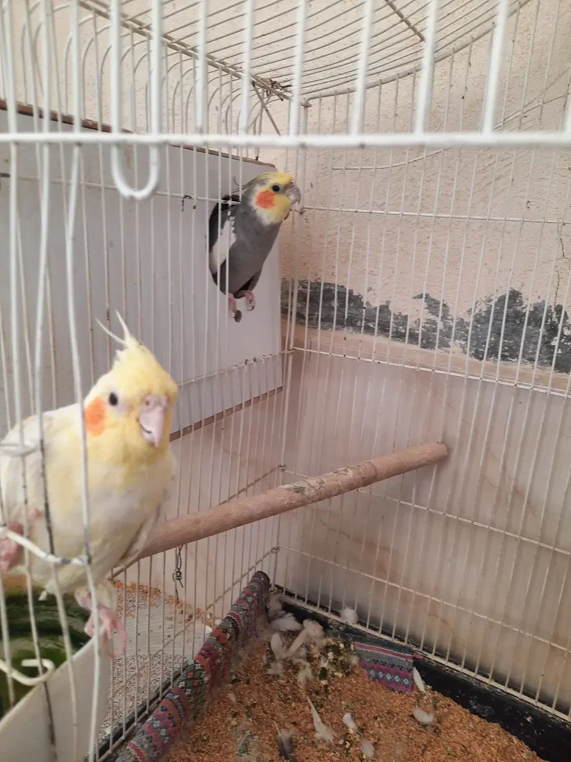 عروس هلندی|پرنده|کامیاران, |دیوار