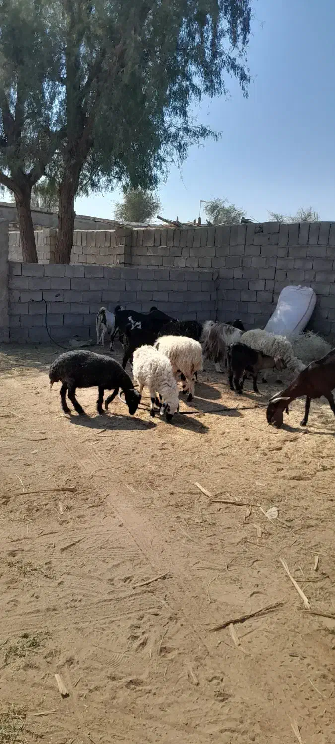 گوسفند|حیوانات مزرعه|بم, |دیوار