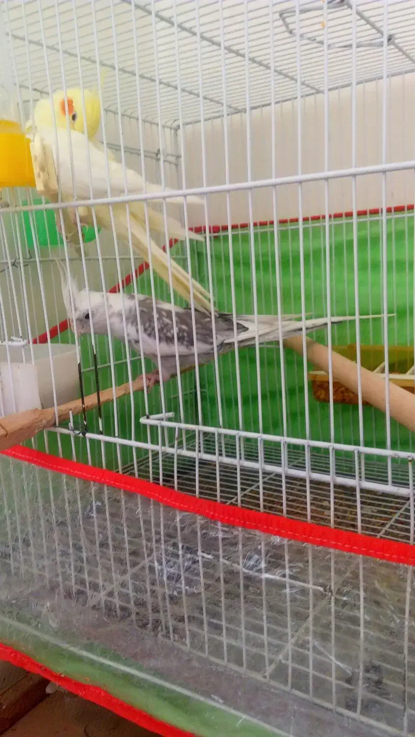 جفت عروس مولد|پرنده|بجنورد, |دیوار