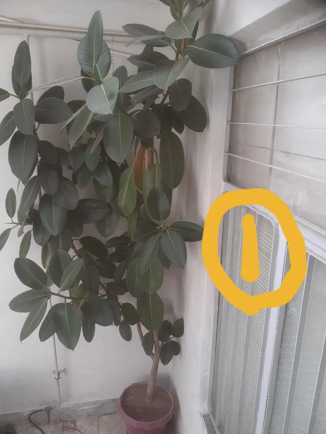 گل فیکوس|گل و گیاه طبیعی|زنجان, |دیوار