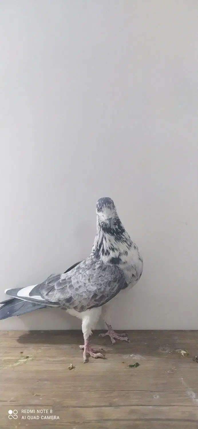 تعدادی کبوتر سالم|پرنده|شازند, |دیوار