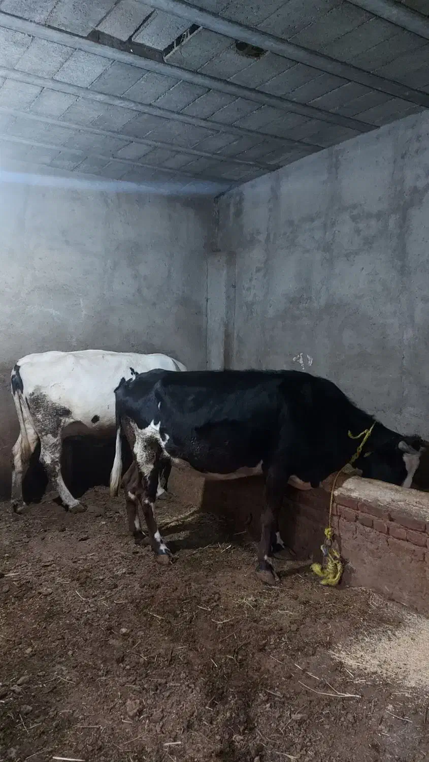 دو عدد آبستن. آدرس خود‌ شهر مراغه .|حیوانات مزرعه|مراغه, |دیوار