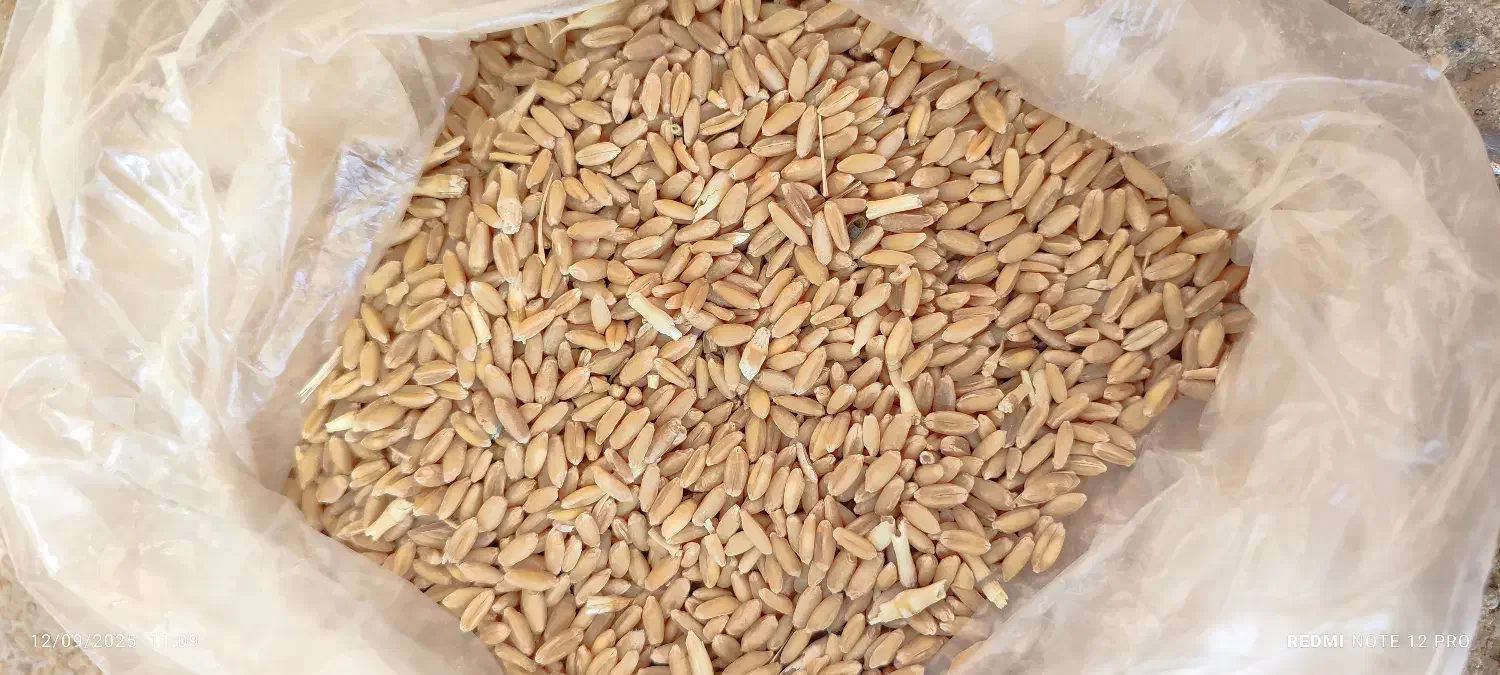 فروش گندم بوجاری شده|خدمات باغبانی و درختکاری|قیدار, |دیوار