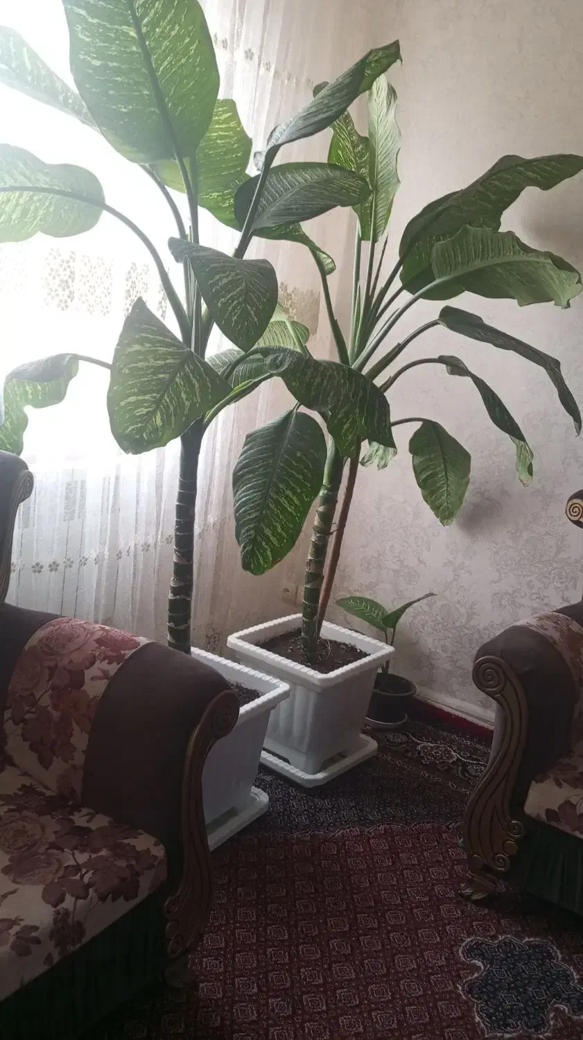 دیفن|گل و گیاه طبیعی|اردبیل, |دیوار