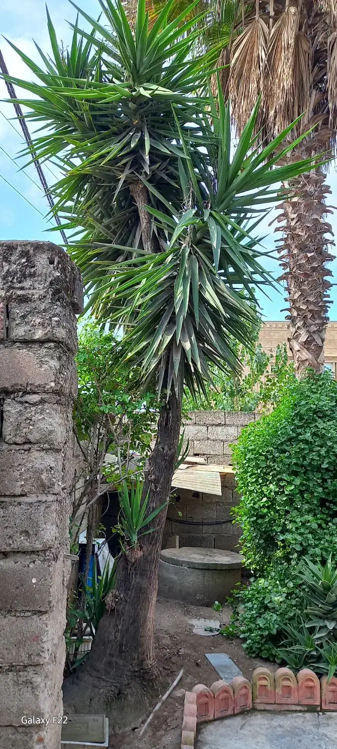 بآغبانی و درختکاری فضای سبز|گل و گیاه طبیعی|فریدونکنار, |دیوار