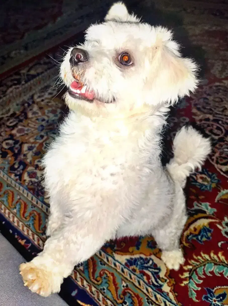 سگ شتیزو|سگ|مشهد, شهید معقول|دیوار