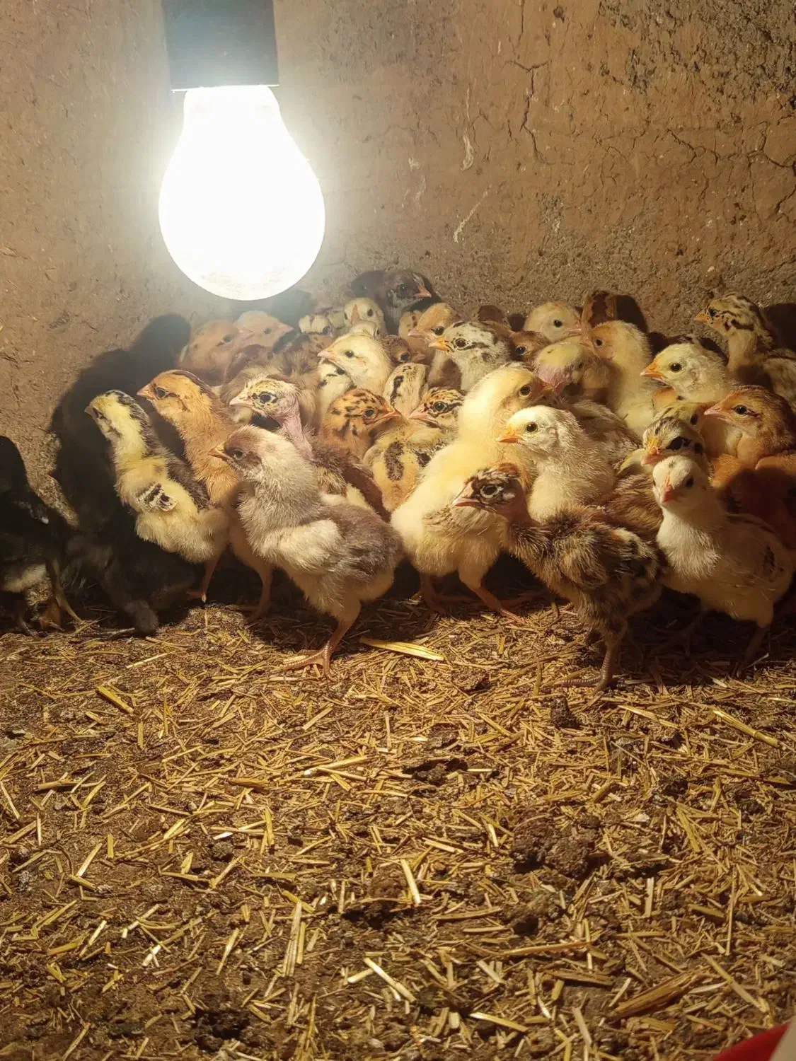 جوجه محلی یک روزه|حیوانات مزرعه|نهبندان, |دیوار